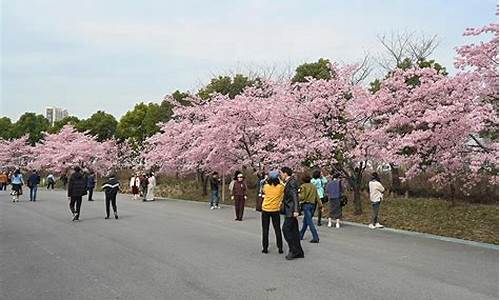 顾村公园樱花节人数_顾村公园樱花节人多吗