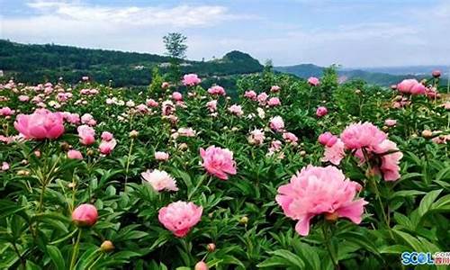 中江芍药谷风景区_中江芍药谷风景区门票价格